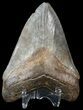 Serrated, Fossil Megalodon Tooth - Georgia #45113-2